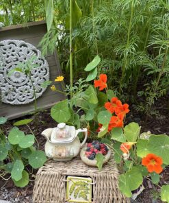 Seed Needs, 350+ Nasturtium Seeds for Planting - Jewel Mixture (Tropaeolum nanum) Non-GMO, Easy to Grow Mix, Attracts Pollinators - Bulk Bulk Pack (350 Seeds) 40 81AcUVADxL