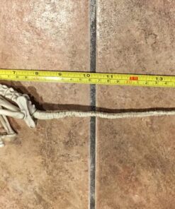 Crazy Bonez Skeleton - Rat Bonez 29 81Ackx5GcJL