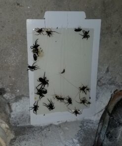 Trapper Max Mouse & Insect Glue Boards-72 Boards White 25 81AjlTDU7L