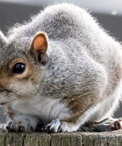 Nikon D500 DX-Format Digital SLR with 16-80mm ED VR Lens Black 81 81AkoUYgwfL