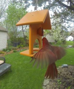 Songbird Essentials SERUBFJF Fruit and Jelly Oriole Feeder (Set of 1) 48 81Am8f5r8wL