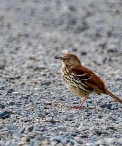 Nikon D500 DX-Format Digital SLR (Body Only), Base 110 81AmuRQGquL