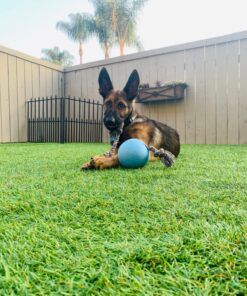 Jolly Pets Romp-n-Roll Rope and Ball Dog Toy, 4.5 Inches/Small, Blueberry for All Breed Sizes Small (4.5 in) 19 81AuAelR1oL