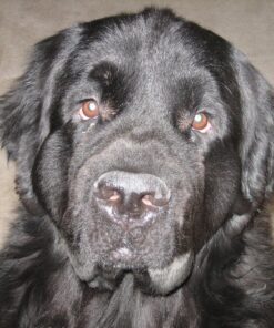 VETRISCIENCE Glycoflex 3 Maximum Strength Hip & Joint Support for Dogs - Glucosamine, DMG, MSM & Green Lipped Mussel - Great Tasting - Vet Recommended, 120 Tablets, (0900887.120) Glycoflex Stage 3 Unflavored 120 Tablets for All Dogs 31 81Ax0C1 dKL