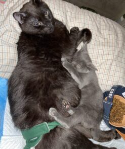 Wysong Uretic - Dry Natural Food for Cats, Chicken, 5 pounds 26 81AxU8rVsL