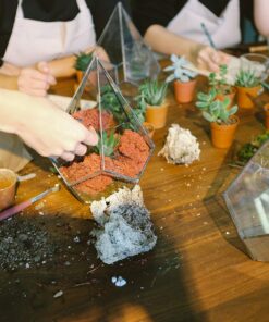 Shop Succulents Verde Succulent Plant Pack Collection - Live Mini Succulent Plants, Low Maintenance, Mix of Green Succulents & Textures - Wedding and Party Favors, Gift & Garden, Pack of 4 4-Pack 16 81Axx5jqw1L 1