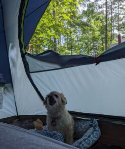 Coleman Skydome Camping Tent, 2/4/6/8 Person Family Dome Tent with 5 Minute Setup, Strong Frame can Withstand 35MPH Winds, Roomy Interior with Extra Storage Included Blue 4-person 41 81B0Lc5sciL