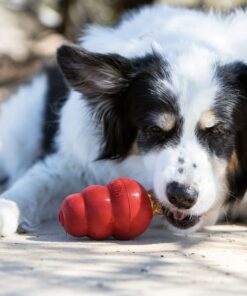 KONG - Snacks - All Natural Dog Treats Classic Rubber Toys - Bacon and Cheese Flavor for Large Dogs (11 Ounce) 11 Ounce (Pack of 1) 10 81B24sgqHS