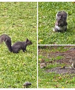 Wagner's 62032 Cardinal Blend Wild Bird Food, 6-Pound Bag 1-Pack 32 81B2GZwsUL