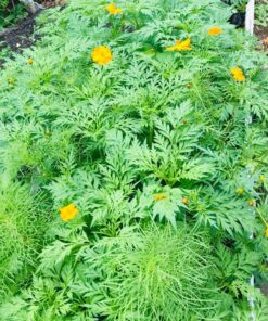 Eden Brothers Northeast Wildflower Mixed Seeds for Planting, 1/4 lb, 120,000+ Seeds with Cosmos, Candytuft, Shasta Daisy | Attracts Pollinators, Plant in Spring or Fall, Zones 3, 4, 5, 6, 7, 8, 9, 10 1/4 Pound 42 81B493OjNBL