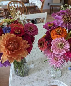 Zinnia - California Giant Mix - Bulk Pack 5,000 Seeds by Seeds2Go 24 81B4VtBfkpL