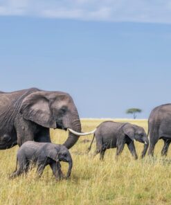 Sigma 150-600mm 5-6.3 Sports DG OS HSM Lens for Canon Canon SLR Mount US Version 128 81B730DGVL