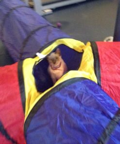 POCO DIVO 4-Way Tunnel Pop-up Fun Junction Set 8 Feet Toy Tent Kids Play Tube 35 81B8pg76sHL