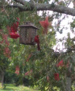 Stokes Select Bird Feeder, Metal Hopper Bird Feeder, 4 Feeding Ports, 3.6 lb Bird Seed Capacity, Copper Finish 49 81BEmKDvHL