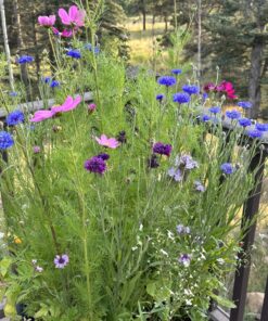 Hummingbird Nectar Wildflower Seeds Bulk Open-Pollinated Wildflower Seed Mix Packet, Non-GMO, No Fillers, Annual, Perennial Wildflower Seeds Year Round Planting - 1 oz 78 81BHT8zY4VL