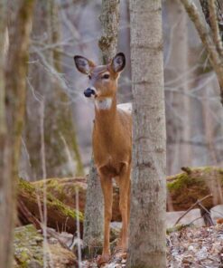 Tamron SP 150-600mm F/5-6.3 Di VC USD G2 for Canon Digital SLR Cameras Lens Only 54 81BIoOUJ3NL