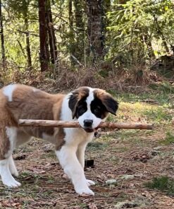 Outward Hound Fun Feeder Slo Bowl, Slow Feeder Dog Bowl, Medium/Mini, Orange 31 81BKqLoAfyL