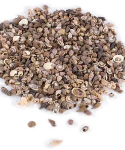 Tiny Miniature Fairy Garden Beach Critter Seashells Marine Life Collection for Art & Craft Project, Outdoor & Indoor Home Decoration, Party Favor, Invitation (4.5oz Bag, 500 Shell) 22 81BLVMXOyHL 1