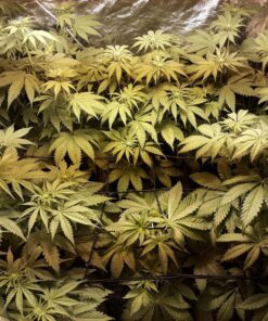 Nectar for the Gods NGOS3004 One Shot Granules, 4 lb Soil Amendment, Black 15 81BMlT3hohL