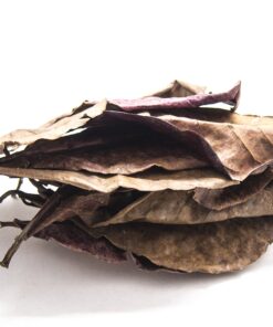 Aquatic Arts 10 Giant Catappa Indian Almond Leaves for Aquarium Use 16 81BO92yIlGL