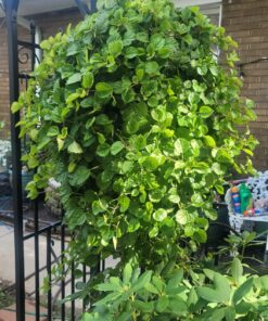 Miracle-Gro Pour & Feed Plant Food, Fertilizer Instantly Feeds Live Plants, For Outdoor & Indoor Plants in Containers, 32 oz. 24 81BPpig23bL