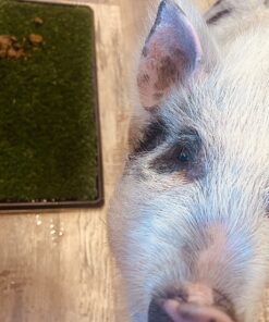 Artificial Grass Puppy Pee Pad for Dogs and Small Pets - 20x25 Reusable 3-Layer Training Potty Pad with Tray - Dog Housebreaking Supplies by PETMAKER Medium 3-Layer System 46 81BQaCTc3hL