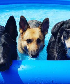 INTEX 28131EH Easy Set Inflatable Swimming Pool Set: 12ft x 30in – Includes 530 GPH Cartridge Filter Pump – Puncture-Resistant Material – 1485 Gallon Capacity – 23in Water Depth Above-Ground Pool 40 81BWSUmszLL