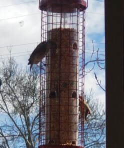 Perky-Pet 102 4 lb Squirrel Resistant Easy Feeder 36 81Ba9nxugtL