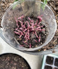 25,000+ Microgreens Seeds- Red Amaranth 14 81BapSjmkPL