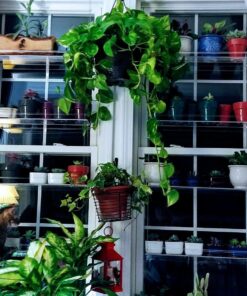 Beautiful Views Hanging Window Plant Shelves (4 Shelves) 4 Shelves 20"x6"x54" 36 81BezFOURkL