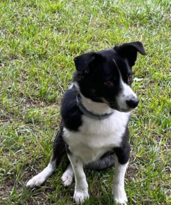 Pet Honesty Dog Allergy Relief Immunity - Chews, Probiotics for Dogs, Seasonal Allergies, Skin and Coat Supplement, Itch Support Supplement (Salmon) Salmon Single 36 81BgP7KkNRL