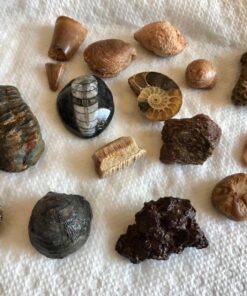 NATIONAL GEOGRAPHIC Mega Fossil Dig Kit - Excavate 15 Genuine Prehistoric Fossils, Kids Educational Toys, Great Science Kit Gift for Girls and Boys (Amazon Exclusive) 45 81BgUfyAoyL