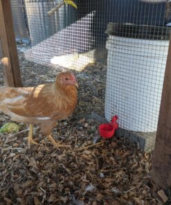RentACoop DIY Waterer Kit - Auto-Fill Cups with Inserts - Great for Chickens, Ducks, Geese, Turkeys, Peafowl, and Quail - 2 Pack + 1 Bonus Cup Included pack of 2 32 81BjQ9gQdpL 1