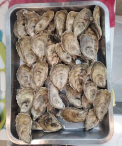 OXO Good Grips Stainless Steel Non-Slip Oyster Knife,Black/Silver 36 81BliGwyL