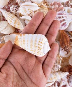 Sea Shells Mixed Beach Seashells - Various Sizes up to 2" Shells -Bag of Approx. 50 Seashells Seashells1 32 81BnjC8MrL
