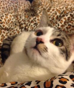 Comfort Zone Feliway Diffuser Refills for Cats and Kittens, 2 Pack 41 81Bo9vQaEtL