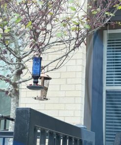 Perky-Pet 8117-2 EMW8207110, Medium, Cobalt blue Antique 28 81BrPNZEwsL