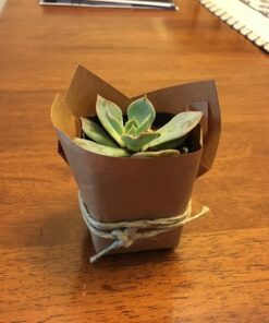 Jiimz 30 Assorted 2" Succulent Plants 24 81Bs62speLL