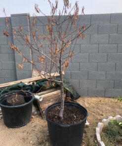 Humboldts Secret Golden Tree: Best Plant Food for Plants & Trees - All-in-One Concentrated Additive - Vegetables, Flowers, Fruits, Lawns, Roses, Tomatoes & More (16 Ounce) 16 Ounce 44 81Bt6g6stUL