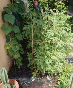 Survival Essentials Ultimate Heirloom Seed Vault, 144 Variety Packed in Superior Ammo Can, Over 23k Garden Seeds for Planting Vegetables and Fruits, for Survival and Emergency Supply, Non-GMO 28 81BtJ3fqL