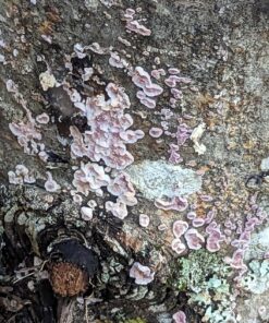 100 Shiitake 100 Mushroom Plug Spawn Edible Mycelium Plugs 29 81C0vs0yP4L