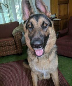 Leashboss 3X - Two Handle Dog Leash with Extra Traffic Handle - Heavy Duty Double Padded Handle Lead for Walking and Training Large Dogs - Large Dog Leash for Control and Training 25 81C9WNhkMcL