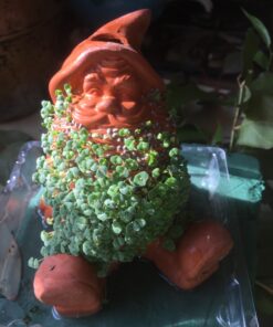 Chia Pet Gnome with Seed Pack, Decorative Pottery Planter, Easy to Do and Fun to Grow, Novelty Gift, Perfect for Any Occasion 22 81CAqUmJgEL
