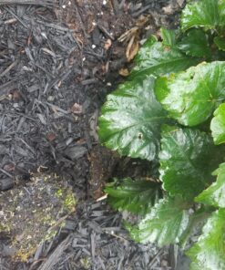 Peppermint Essential Oil (Huge 4oz Bottle) Bulk Peppermint Oil - 4 Ounce 4 Fl Oz (Pack of 1) 36 81CBoeXrCzL