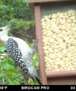 F.M. Brown'S Song Blend Premium Shelled Peanuts For Pets, 3-Pound, White 3 Pound (Pack of 1) 10 81CE6UeBkAL