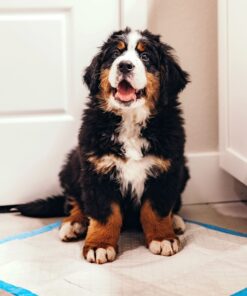 Four Paws Wee-Wee Superior Performance Pee Pads for Dogs - Dog & Puppy Pads for Potty Training - Dog Housebreaking & Puppy Supplies - 22" x 23" (150 Count),White 150 25 81CIUHQY7yL