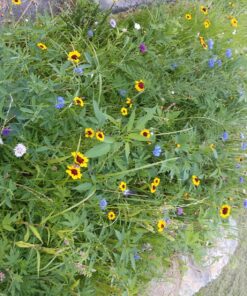 Eden Brothers Northeast Wildflower Mixed Seeds for Planting, 1/4 lb, 120,000+ Seeds with Cosmos, Candytuft, Shasta Daisy | Attracts Pollinators, Plant in Spring or Fall, Zones 3, 4, 5, 6, 7, 8, 9, 10 1/4 Pound 39 81CJEsb3NQL