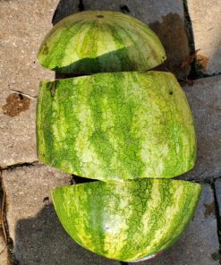 Siwode Michonne's Katana Walking Dead 40-Inchs The zombie biohazard symbol AND T10 Clay_tempered steel 48 81CN5vQUpvL