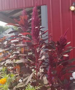 25,000+ Microgreens Seeds- Red Amaranth 23 81CNqWBbL