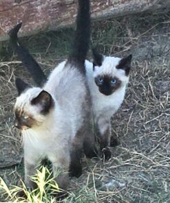 Royal Canin Feline Health Nutrition Kitten Dry Cat Food, 15 lb bag 15 Pound (Pack of 1) 38 81CP8EJ5VSL